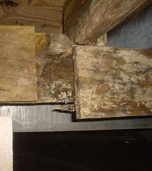 Extensive basement rot found in Burnaby by Basement Systems Vancouver