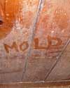 The word mold written with a finger on a moldy wood wall in Langley