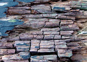 Dry rot damaging wood in West Vancouver
