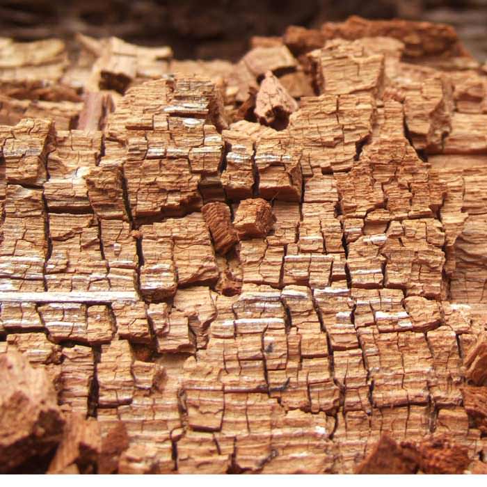 Rot Wood