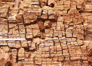Wood severely damaged by dry rot damage in Aldergrove