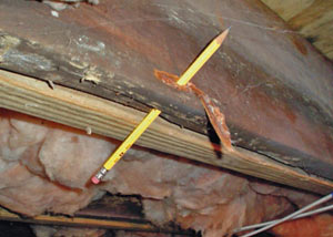 Destroyed crawl space structural wood in Pitt Meadows