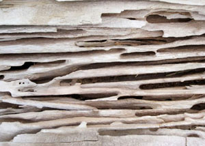 Carpenter ant tunnels and galleries in structural wood in a Cawston home