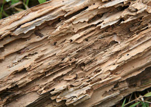 Termite-damaged wood showing rotting galleries outside of a White Rock home