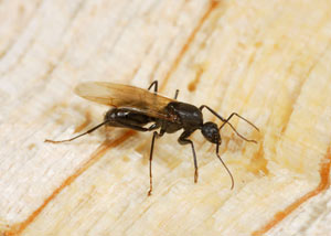 Closeup of a carpenter ant breeder in Langley