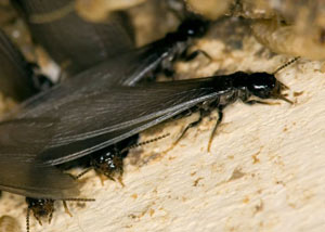 Closeup view of a termite new queen breeder in Cultus Lake