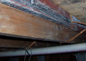 Rotting, decaying wood from mold damage in Tsawwassen