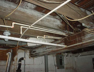 a humid basement overgrown with mold and rot in Port Moody